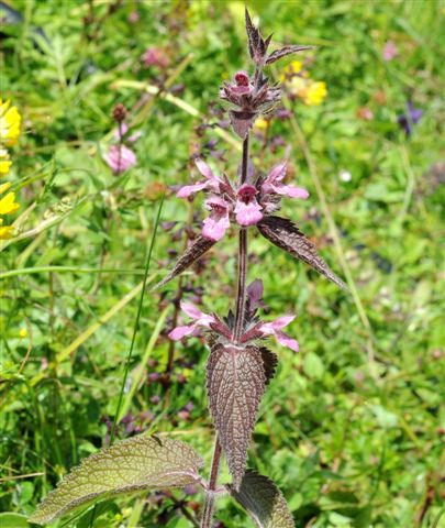 Stachys alpina / Betonica alpina